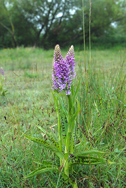 Dactylorhiza maculata